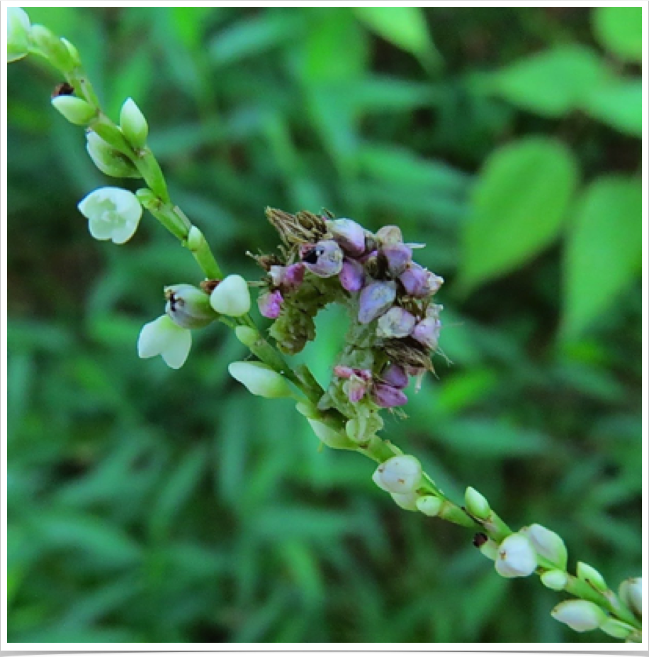 Synchlora sp.
Camouflaged Looper
Pickens County, Alabama